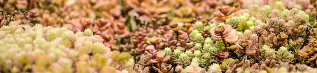 Groen dak met sedum