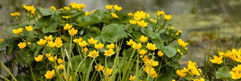 Biodiversiteit en bedrijven | meer natuur lokaal en wereldwijd